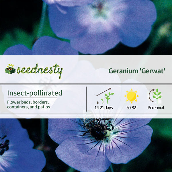 Geranium 'Rozanne' Seeds