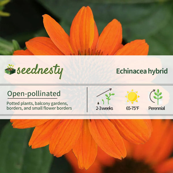 Sombrero Flamenco Orange Coneflower Seeds