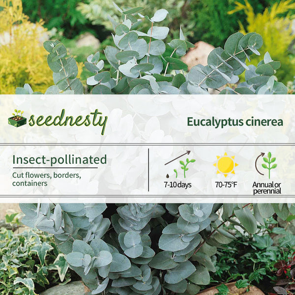 Eucalyptus Seeds - Silver Dollar