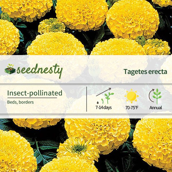 Bright yellow marigold seeds