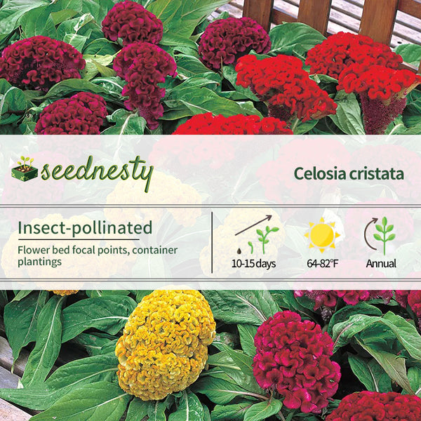 Armor Mix Celosia Seeds
