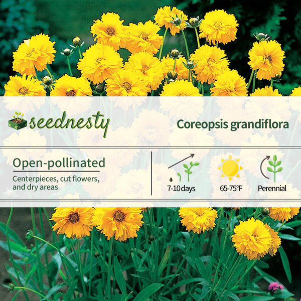 Early Sunrise Yellow Coreopsis Seeds