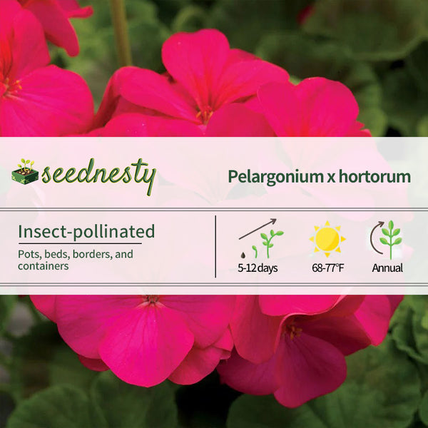 Pinto Premium Violet Hybrid Geranium Seeds