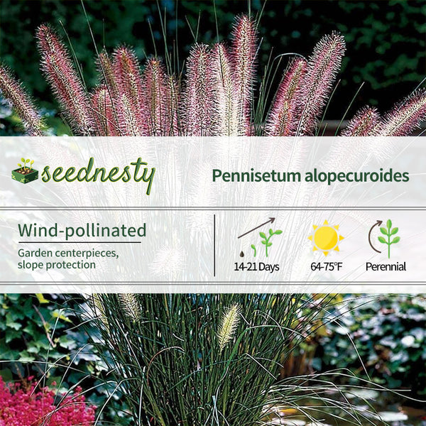 Pennisetum 'Hameln' Seeds