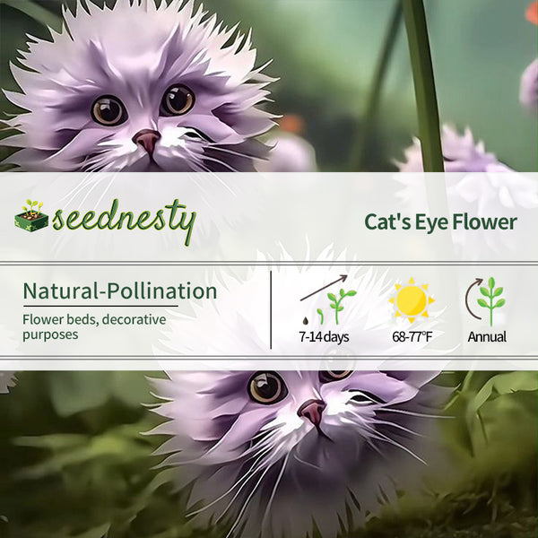 Amazing Purple Tiger Face Flower Seeds