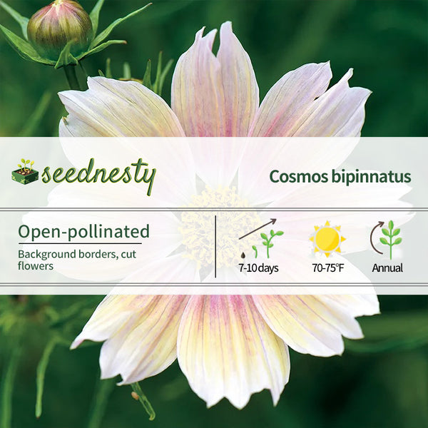 'Apricot Lemonade' Cosmos Seeds