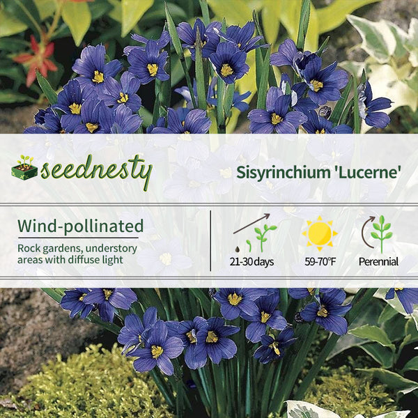 Sisyrinchium 'Lucerne' Blue-Eyed Grass Seeds