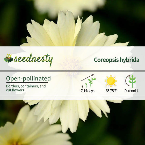 Coreopsis UpTick Cream Seeds