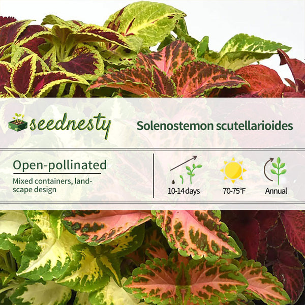 Wizard Select Mix Improved Coleus Seeds
