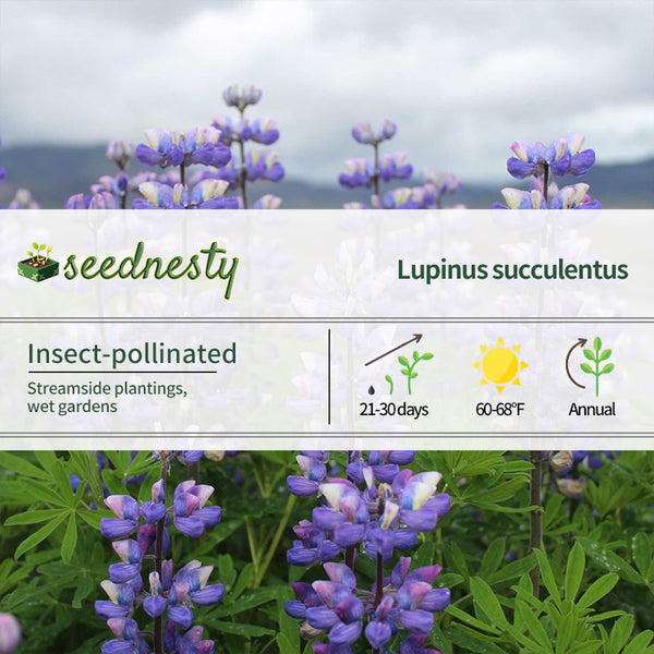Arroyo Lupine Seeds