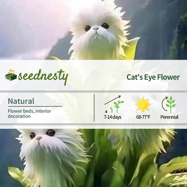 Cat's Eye Dazzle Seeds×White