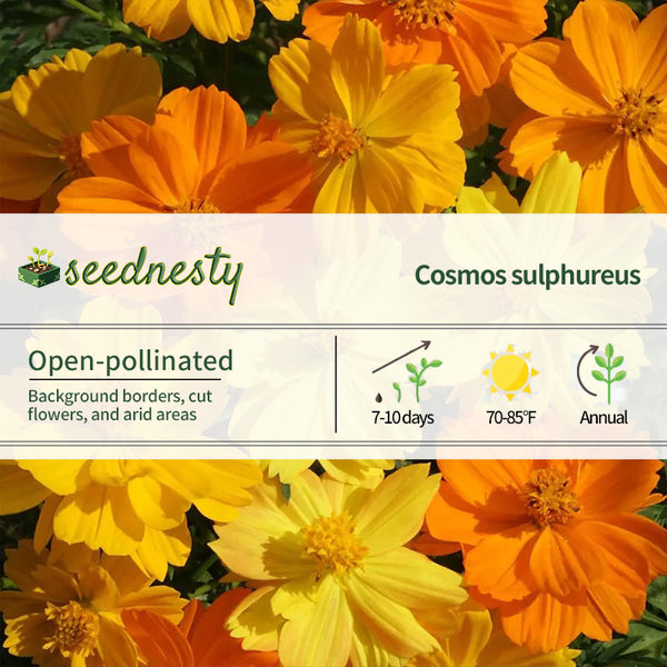 'Bright Lights' Cosmos Seeds