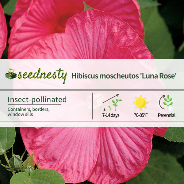 Luna Rose Hibiscus Seeds