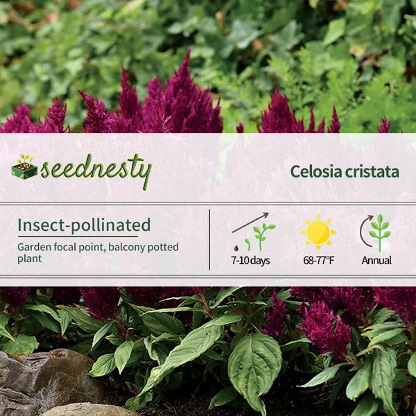 First Flame Purple Celosia Seeds