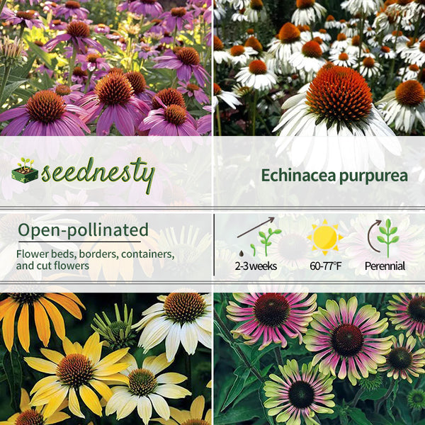 Park's Top Coneflower Seed Collection