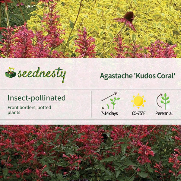 Agastache Kudos 'Kudos Coral' Seeds