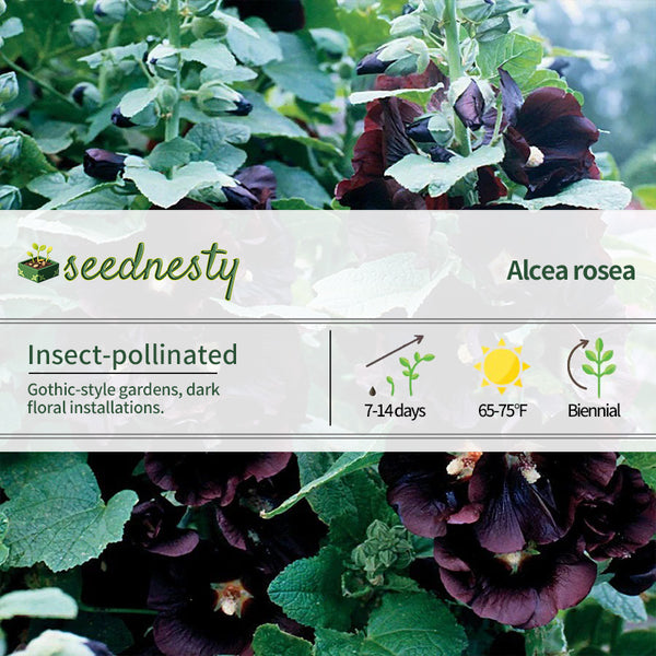 Jet Black Hollyhock Seeds