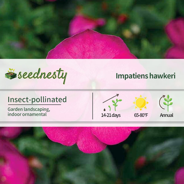 Florific Violet New Guinea Impatiens Seeds