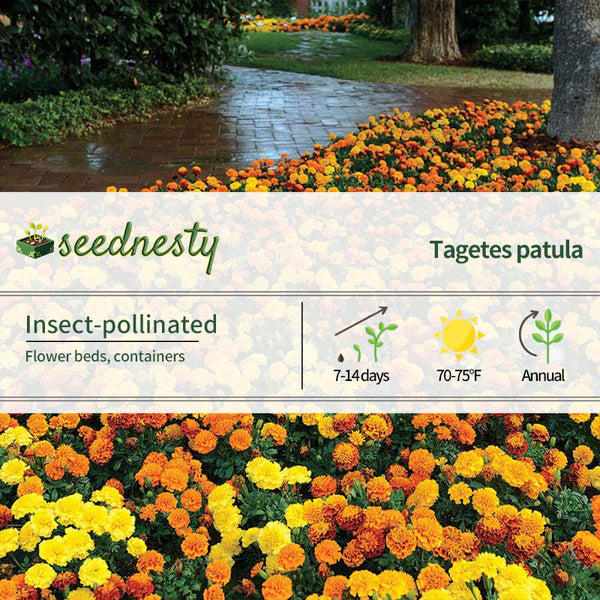 Hot Pak Mixture Marigold Seeds