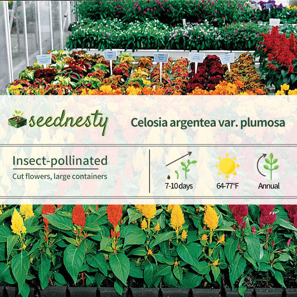 Century Mix Celosia Seeds