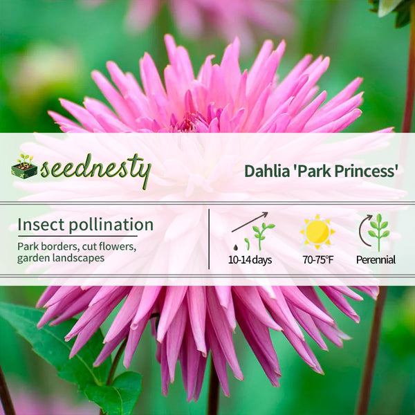 Dahlia 'Park Princess' Cactus Dahlia Seeds