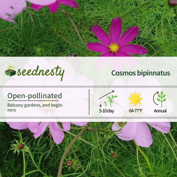 Sensation Mix Cosmos Seeds