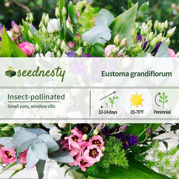 Minilisi Mix Lisianthus Flower Seeds