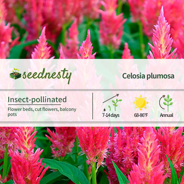 Flamma Pink Celosia Seeds