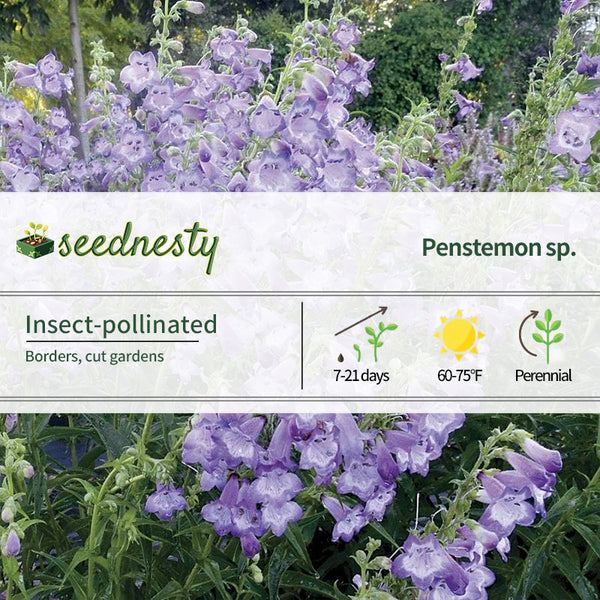 Cha Cha Lavender Penstemon Seeds