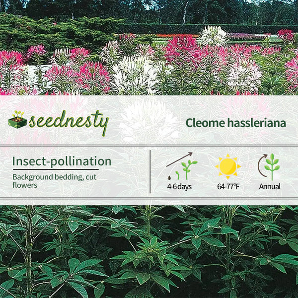 Queen Mix Spider Flower Seeds