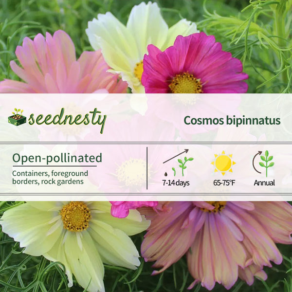 Cotton Candy Mix Cosmos Seeds