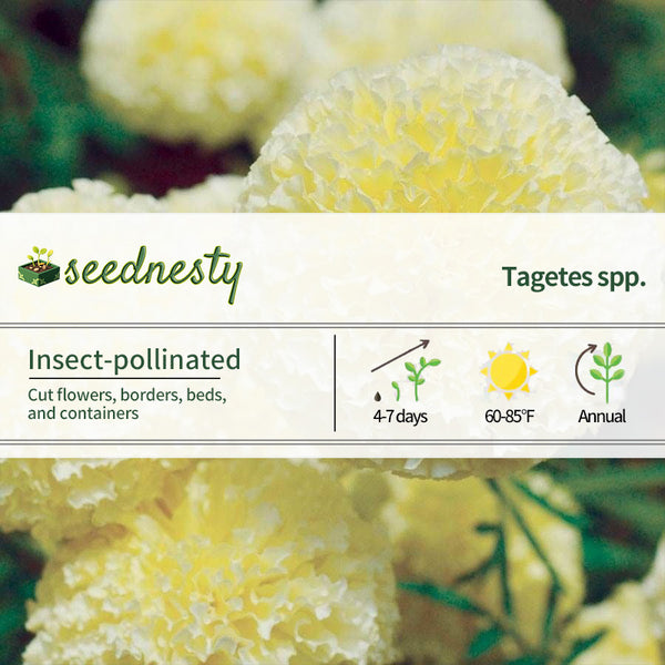 'White Swan' Marigold Seeds