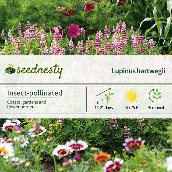Avalune Lupine Mix Seeds