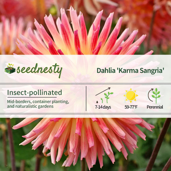 Dahlia Karma Sangria Cactus Dahlia Seeds
