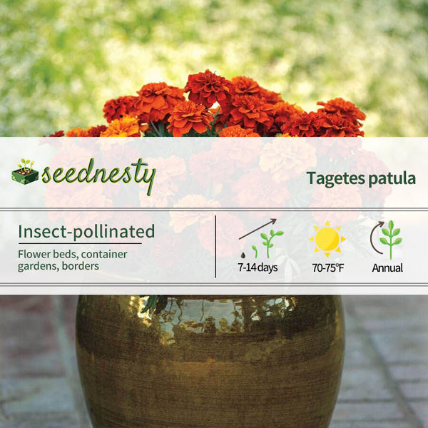 Fireball Marigold Seeds