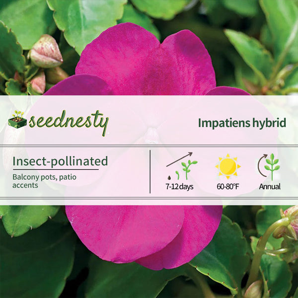 Accent Premium Violet Hybrid Impatiens Seeds