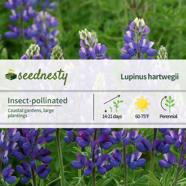 Avalune Blue Lupine Seeds