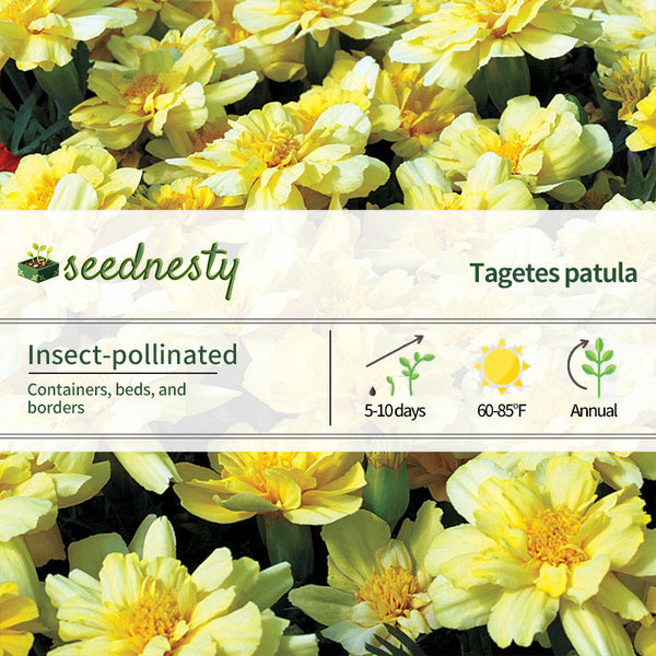 Alumia Vanilla Cream Marigold Seeds