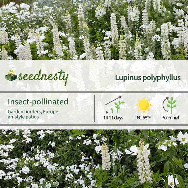 Noble Maiden Russell Lupine Seeds