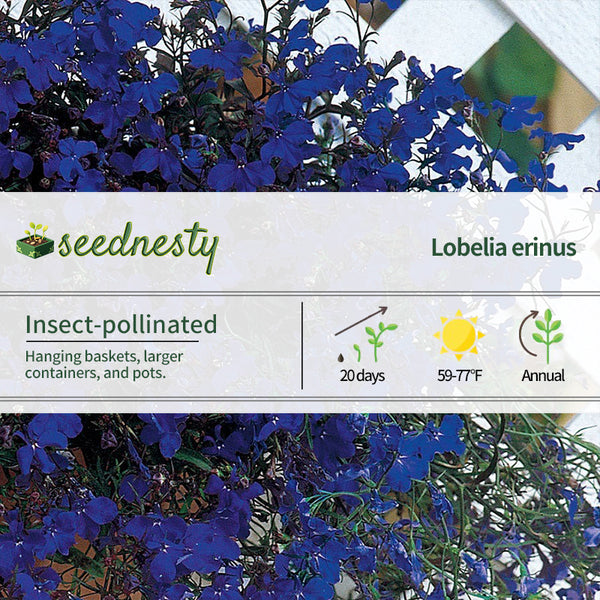 Regatta Midnight Blue Lobelia Seeds