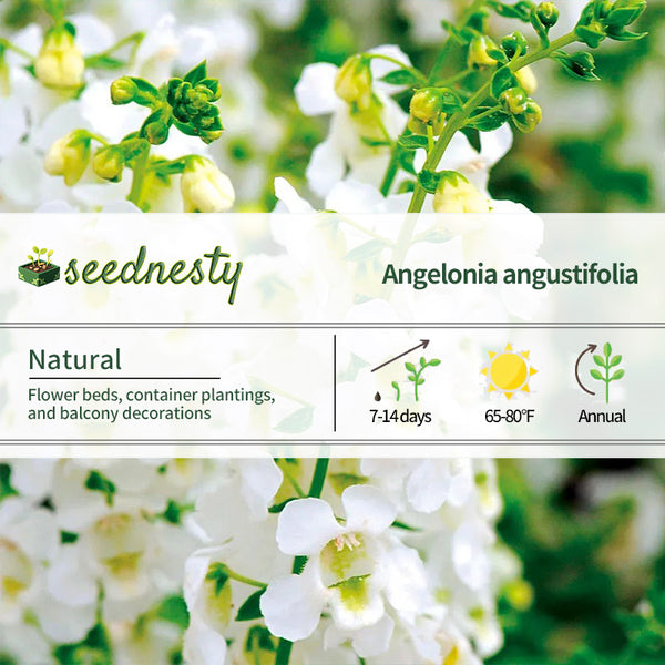 Serena White Angelonia Seeds