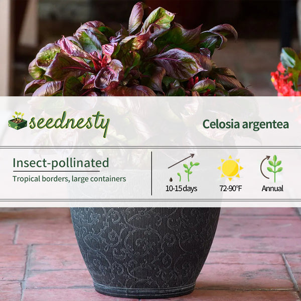 Sol Lizard Leaf Celosia Seeds