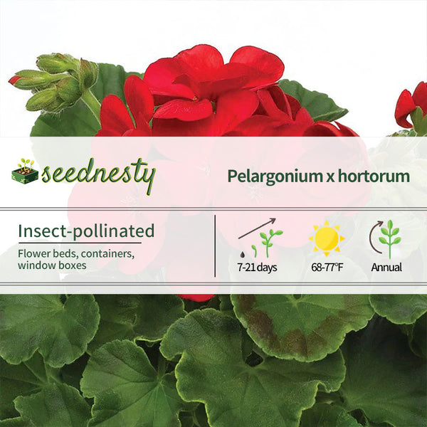 Multibloom Red Hybrid Geranium Seeds
