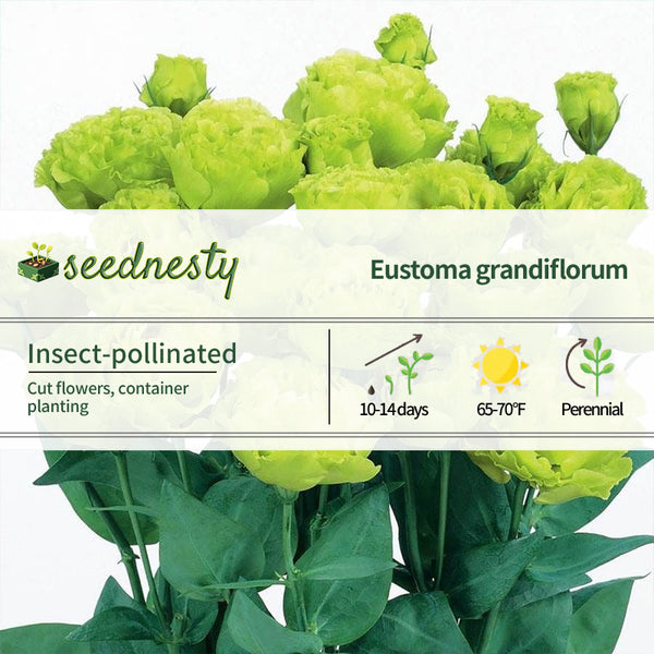 Rosanne Clear Green Lisianthus Seeds