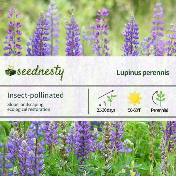 Wild Perennial Lupine Seeds