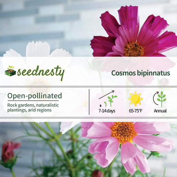 Sea Shells Mix Organic Cosmos Seeds