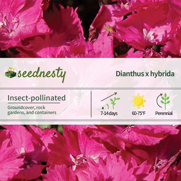 Dianthus Vivid Bright Lights Seeds