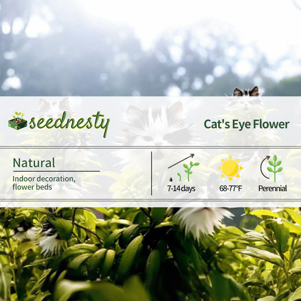 Cat's Eye Dazzle×Black Long Ears Cat Seeds