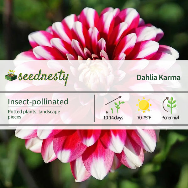 Dahlia Karma 'Yin Yang' Seeds