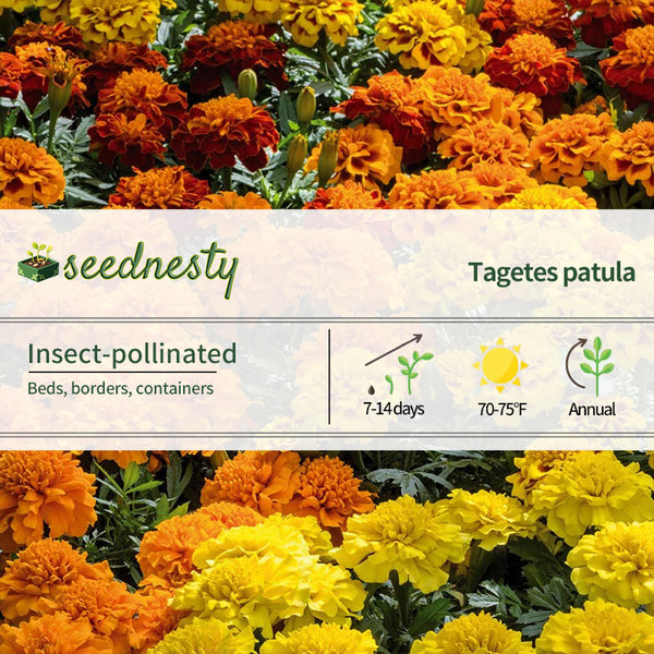 Super Hero Mix Marigold Seeds